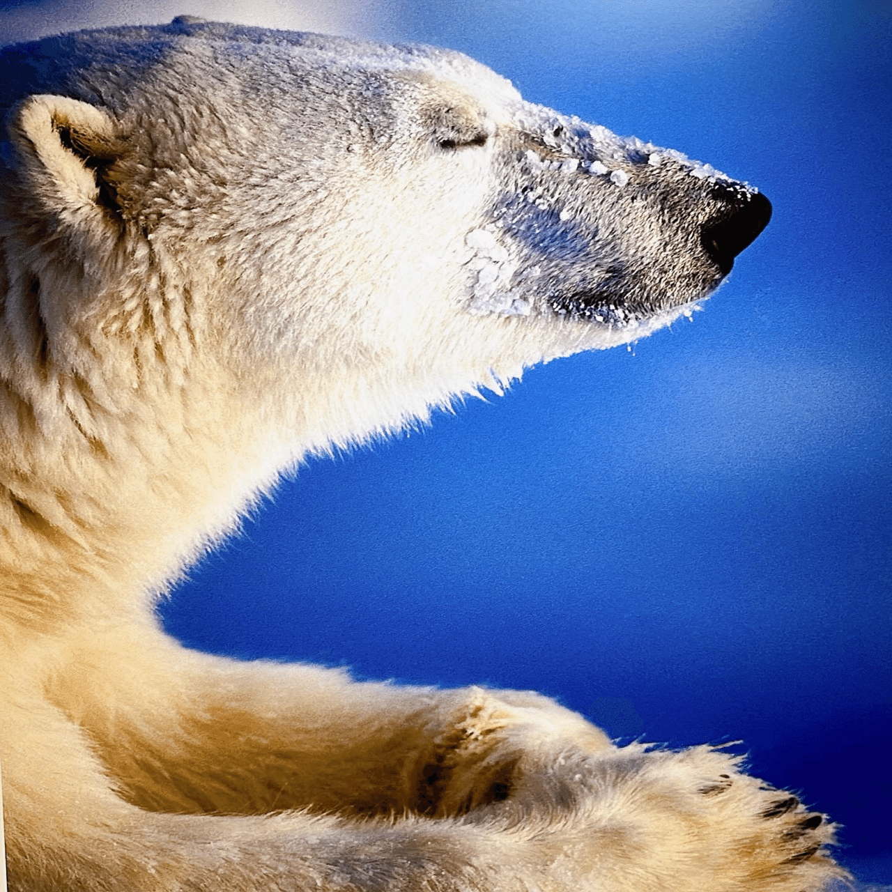 星野道夫さん写真展「悠久の時を旅する」世界はいつも繋がっていること