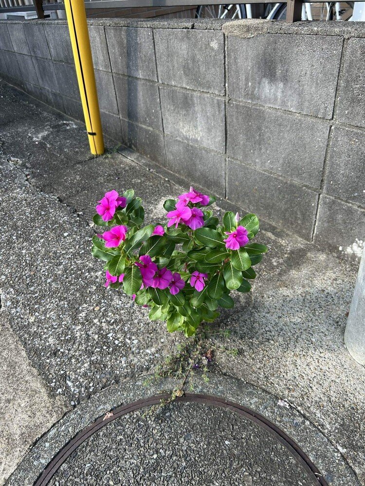 全く土のない、コンクリートのヒビから。こんなに元気に咲いてる(　߹꒳​߹ )花咲かせろ、BON!