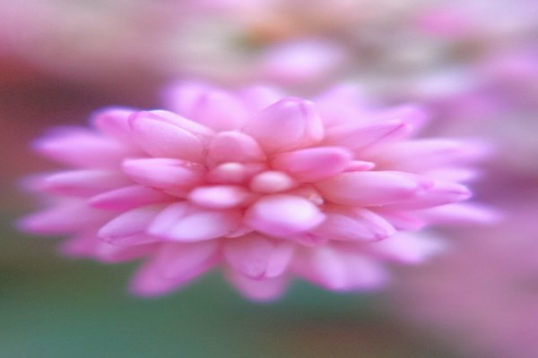道端に咲く金平糖のような花です の新着タグ記事一覧 Note つくる つながる とどける