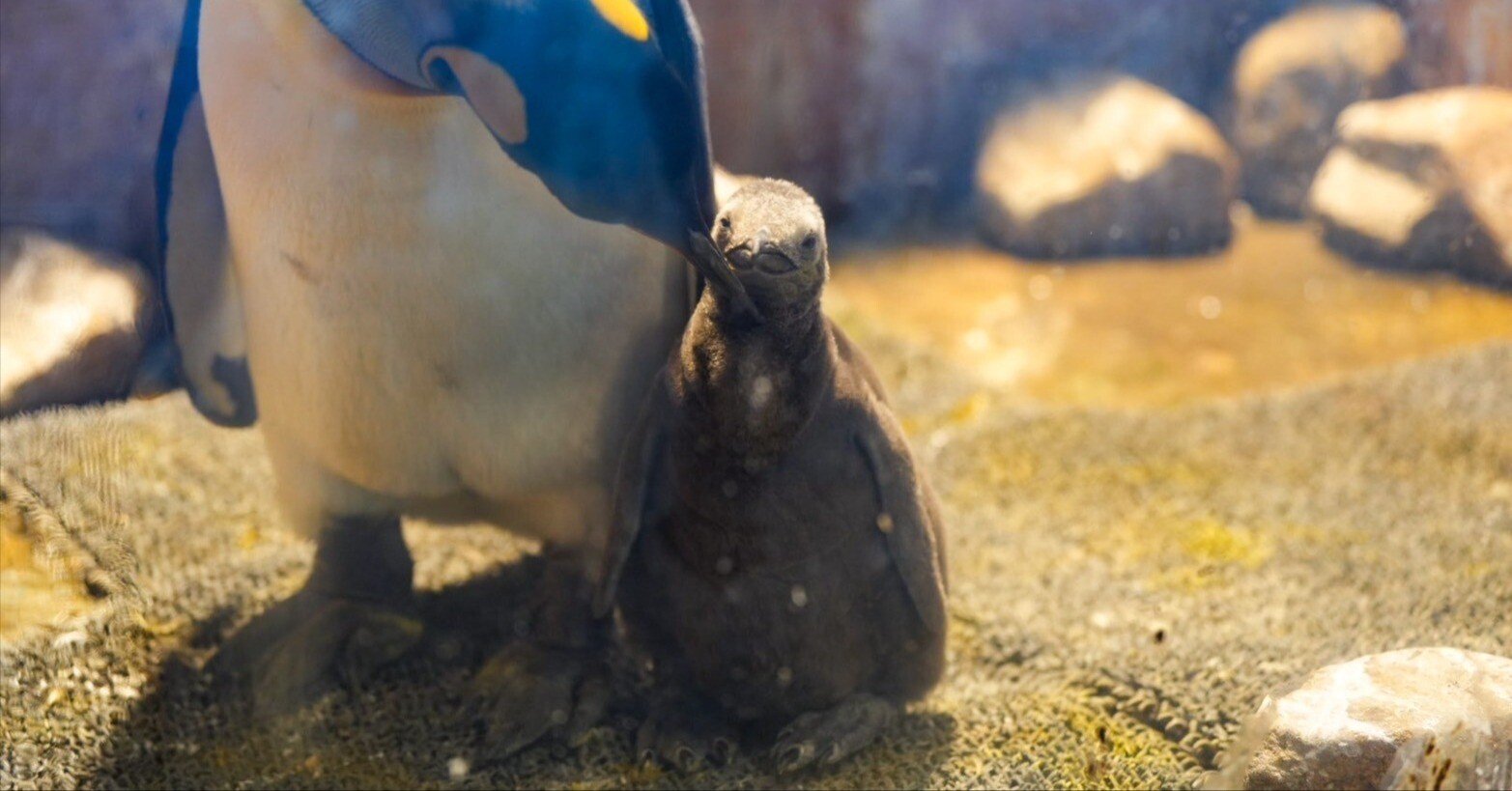 レポ#66 海響館(キング雛＆ワークショップ参加)｜haru