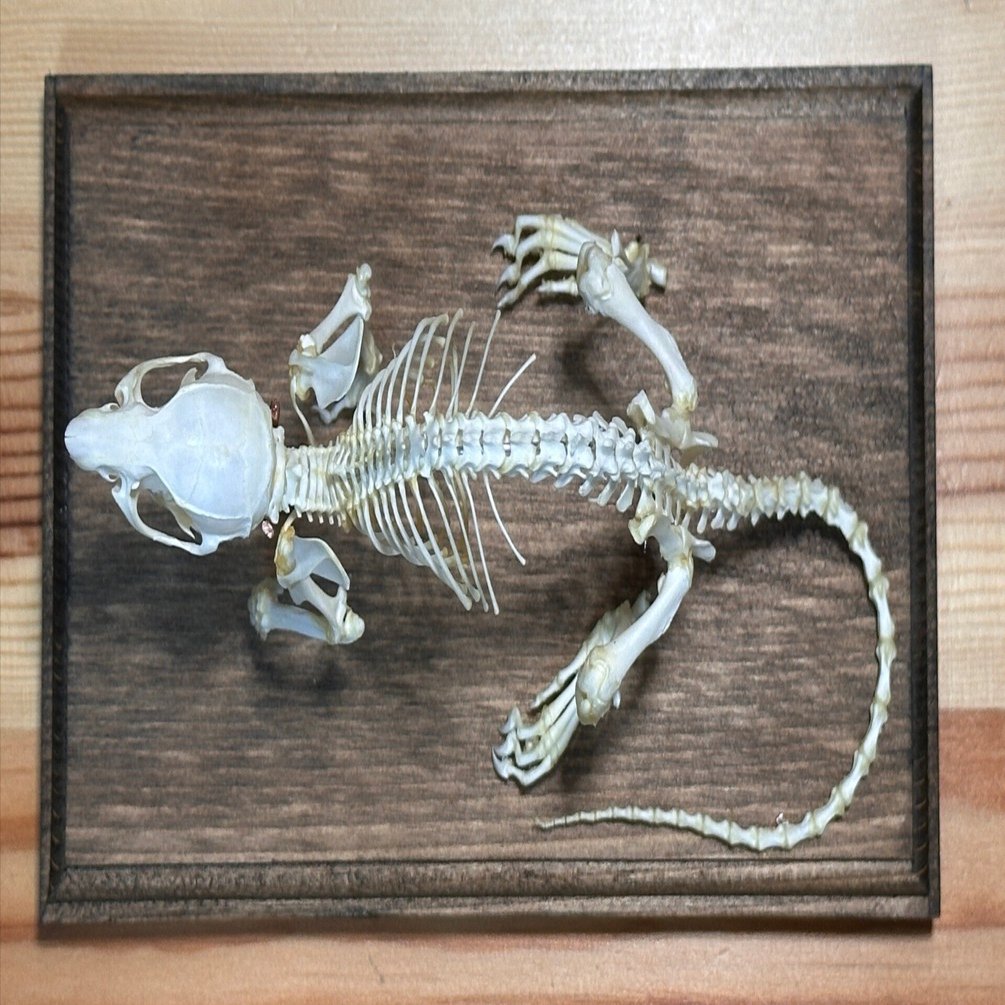 アフガンハウンド　骨格標本　頭骨 ハンドメイドマルシェで骨格標本を購入する」という体験｜STUDIO-OTOMARU