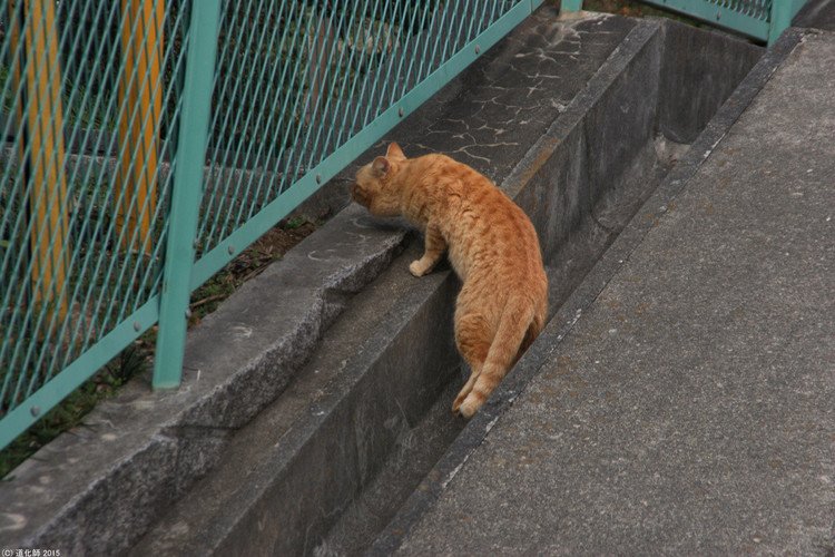 Stray cat 140 #cat #ねこ #ネコ #猫 #大脱走 #The_Great_Escape