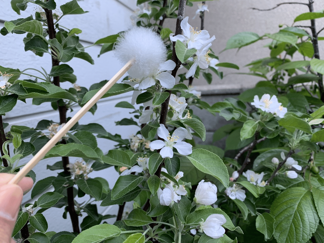 アルプス乙女りんごの収穫 平屋私庭日記 30 ライツ社 アルプス乙女りんごの収穫 平屋私庭日記 30 ライツ社