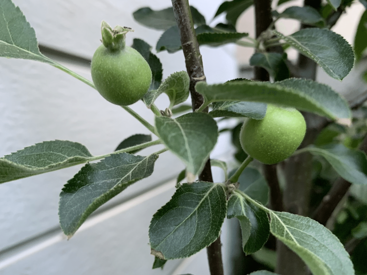 アルプス乙女 接木苗 アルプスオトメ リンゴ 果樹苗木 林檎 りんご 2619 2 1 ガーデン ストーリー 通販 アクト商店アルプス乙女りんご苗 接ぎ木苗 Abracce Com Br アルプス乙女 接木苗 アルプスオトメ リンゴ 果樹苗木 林檎 りんご 2619 2 1 ガーデン ストーリー 通販 アクト商店アルプス乙女りんご苗 接ぎ木苗 Abracce Com Br