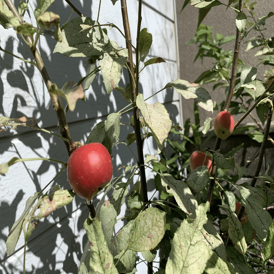 アルプス乙女りんごの収穫 平屋私庭日記 ３０ ライツ社