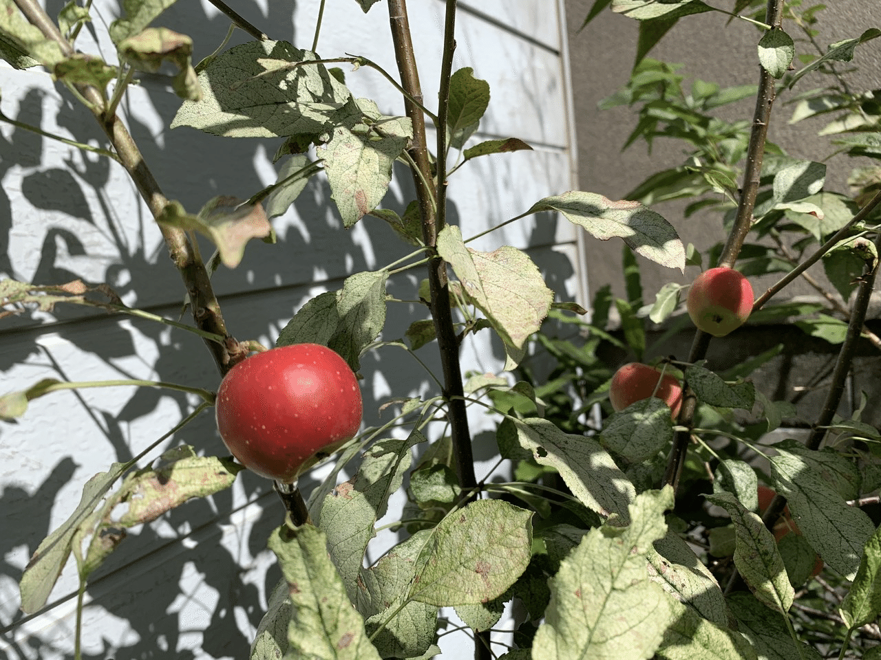 アルプス乙女りんごの収穫 平屋私庭日記 30 ライツ社 アルプス乙女りんごの収穫 平屋私庭日記 30 ライツ社