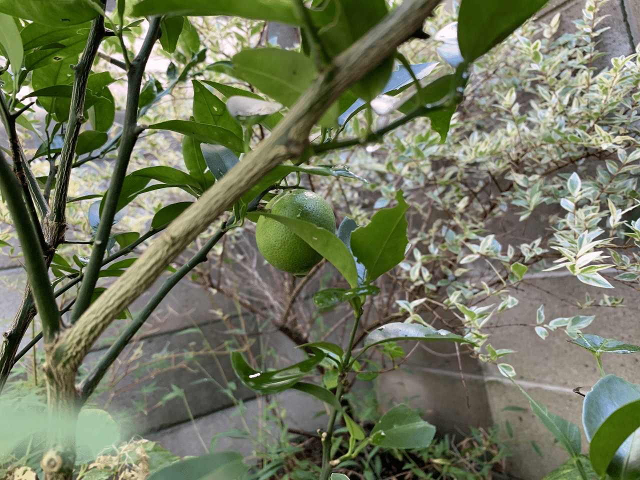 アルプス乙女りんごの収穫 平屋私庭日記 30 ライツ社 アルプス乙女りんごの収穫 平屋私庭日記 30 ライツ社