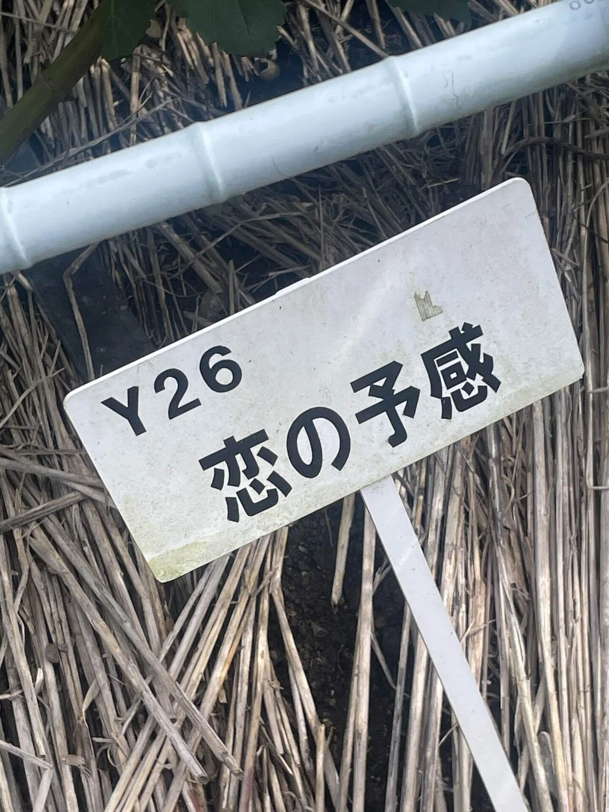 恋の予感
