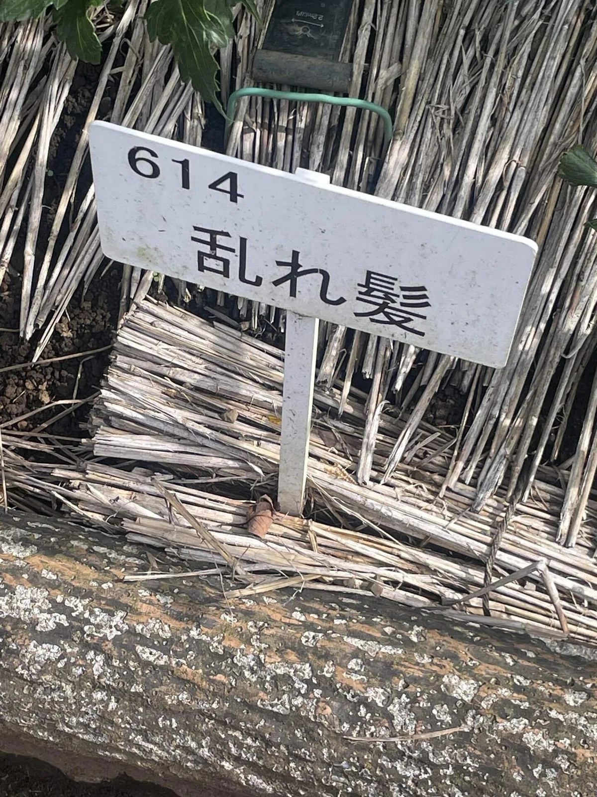 乱れ髪