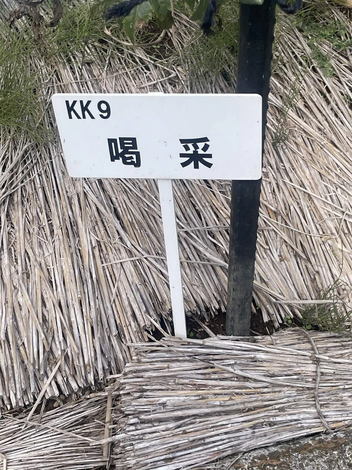 喝采