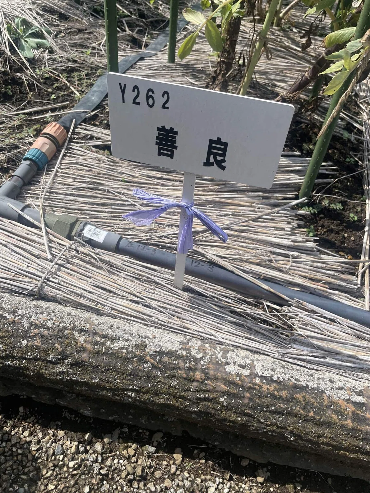 善良