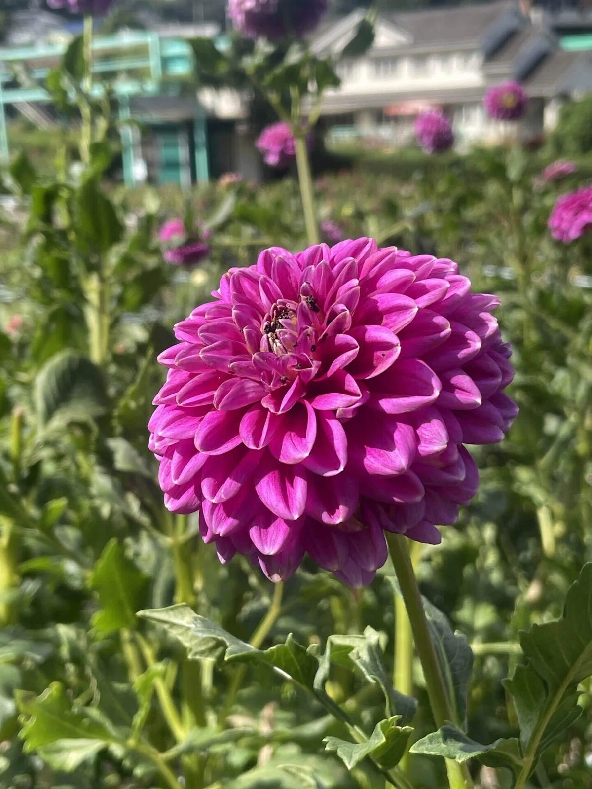 ダリアの花