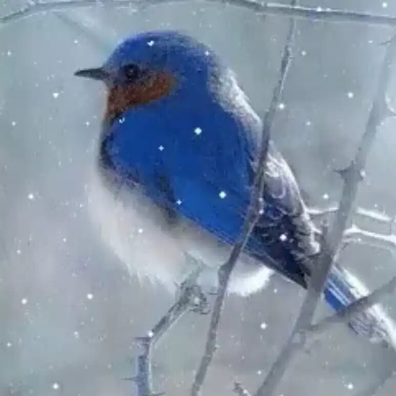 青鳥文鳥