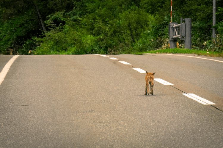 北海道ではキツネが道路に出てくることは珍しくないのだけど