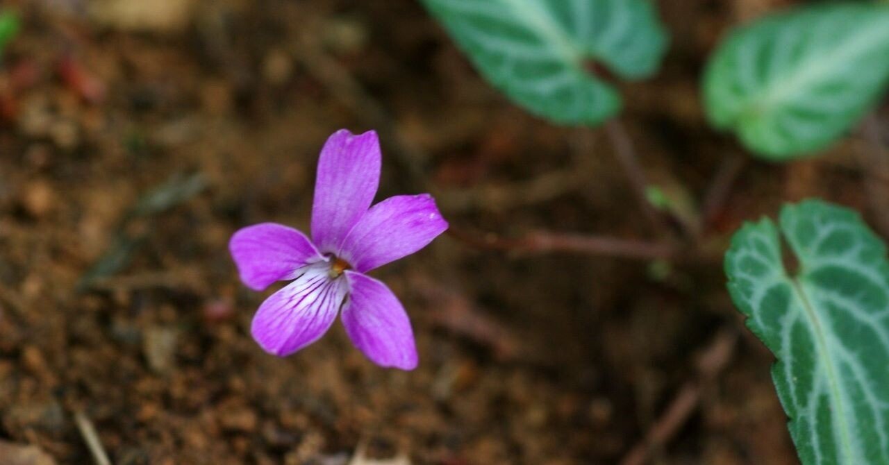 スミレ （ブルーな恋人たちの花）｜Eさん