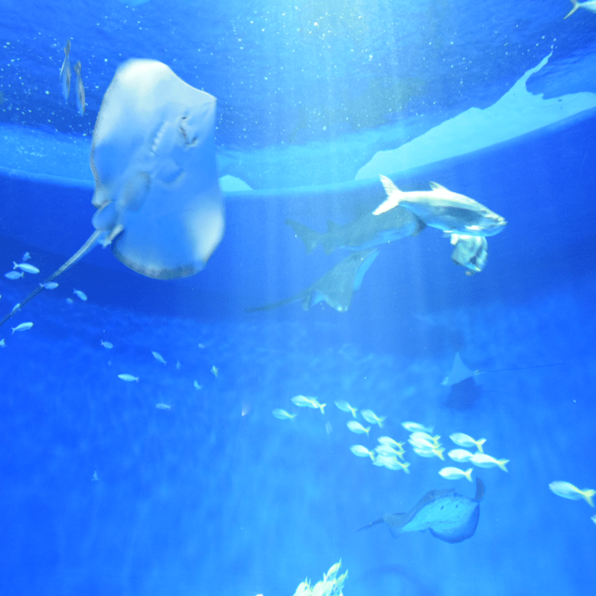 せっかく行くなら、シャチ作ろ。｜星野灯