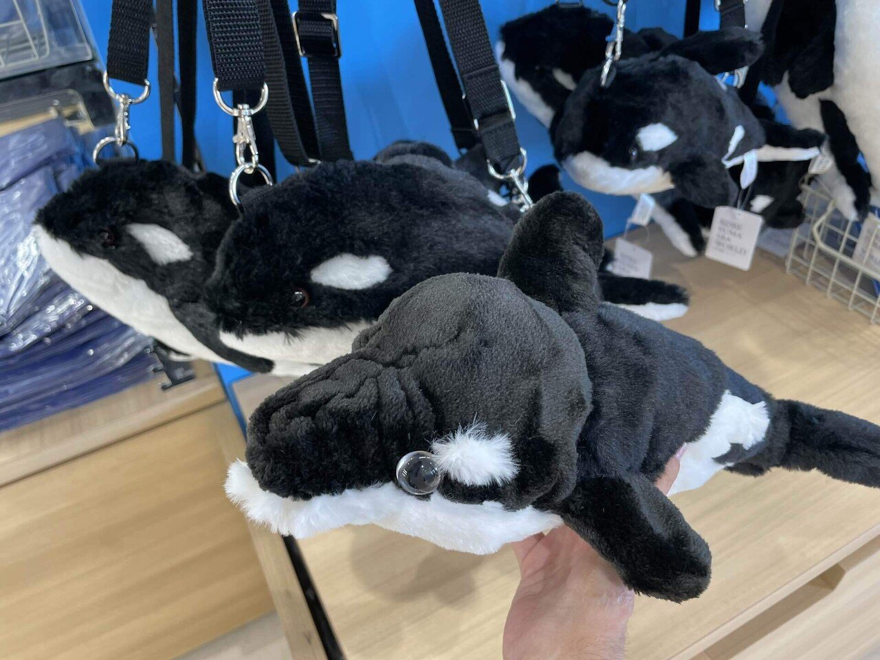 せっかく行くなら、シャチ作ろ。｜星野灯