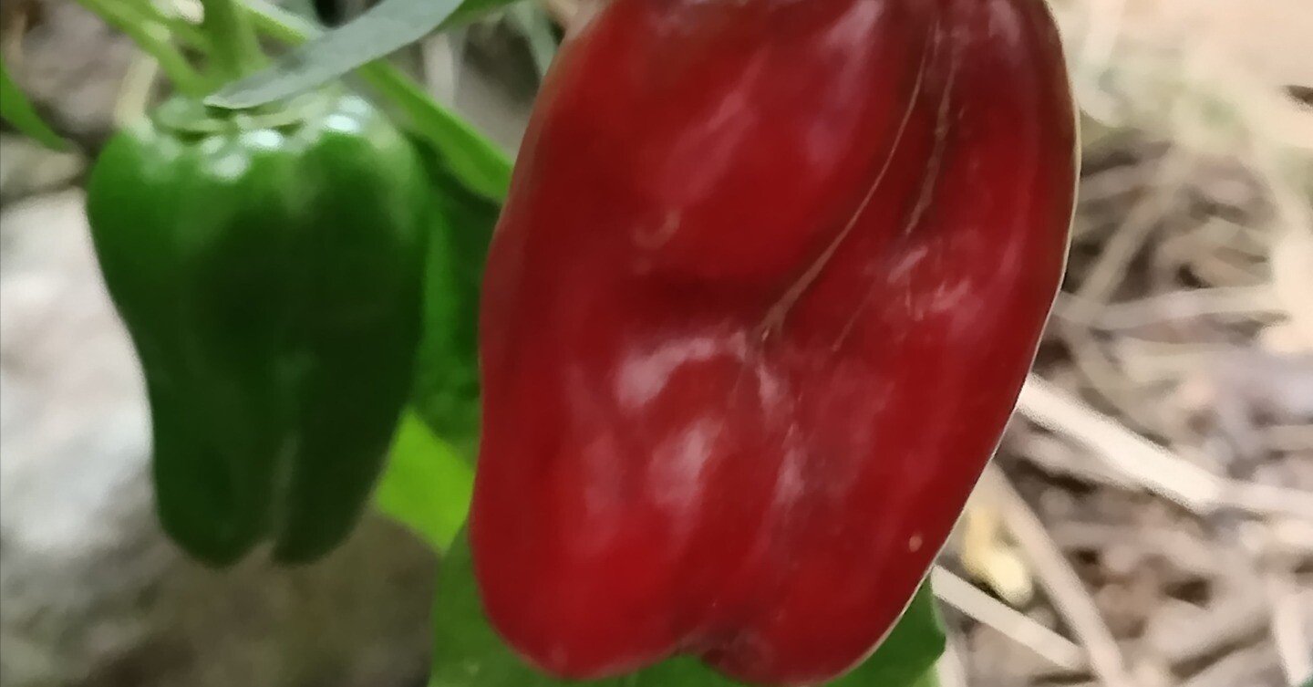 978c2b74042c805072f6c18f7952d9