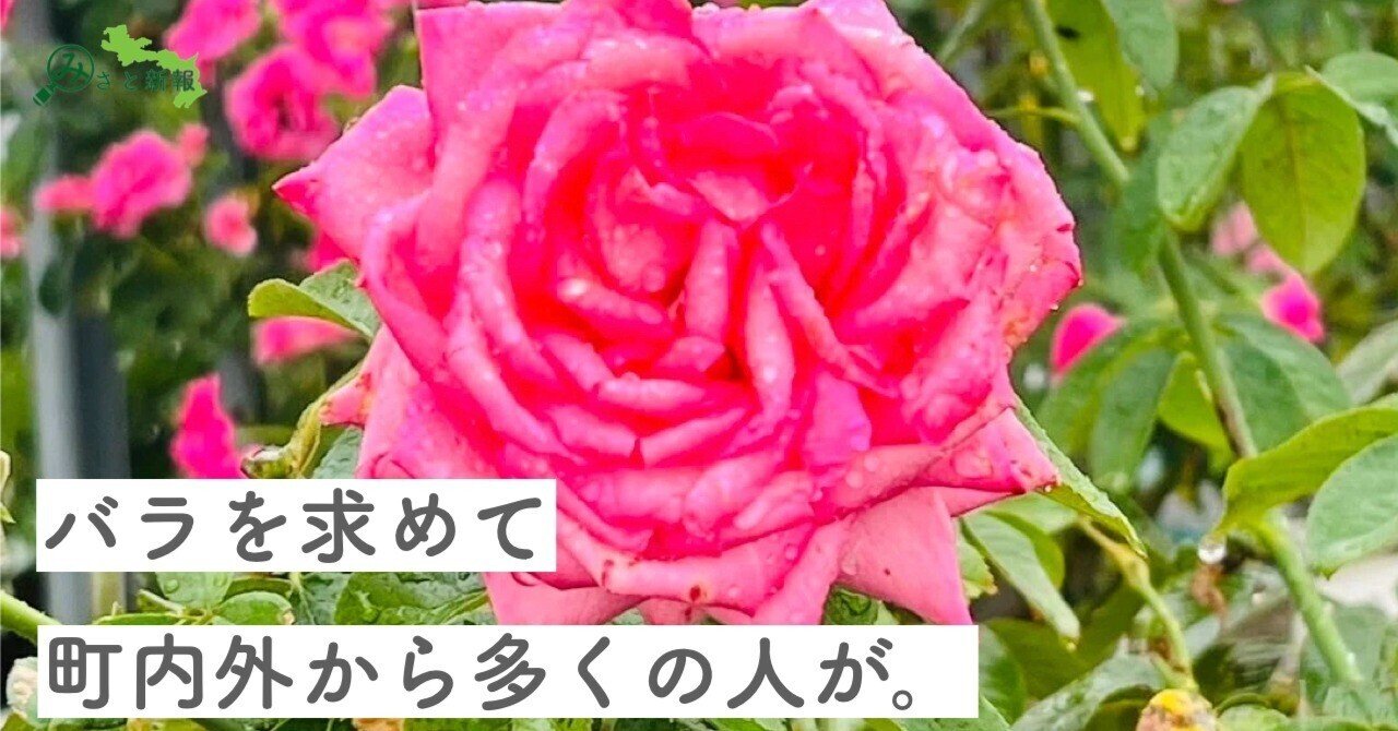 Winnieさま専用（原画）月下のローズガーデン ほか　3点おまとめ 開催終了】花菜ガーデン「ローズフェスティバル2025～秋～」【平塚市