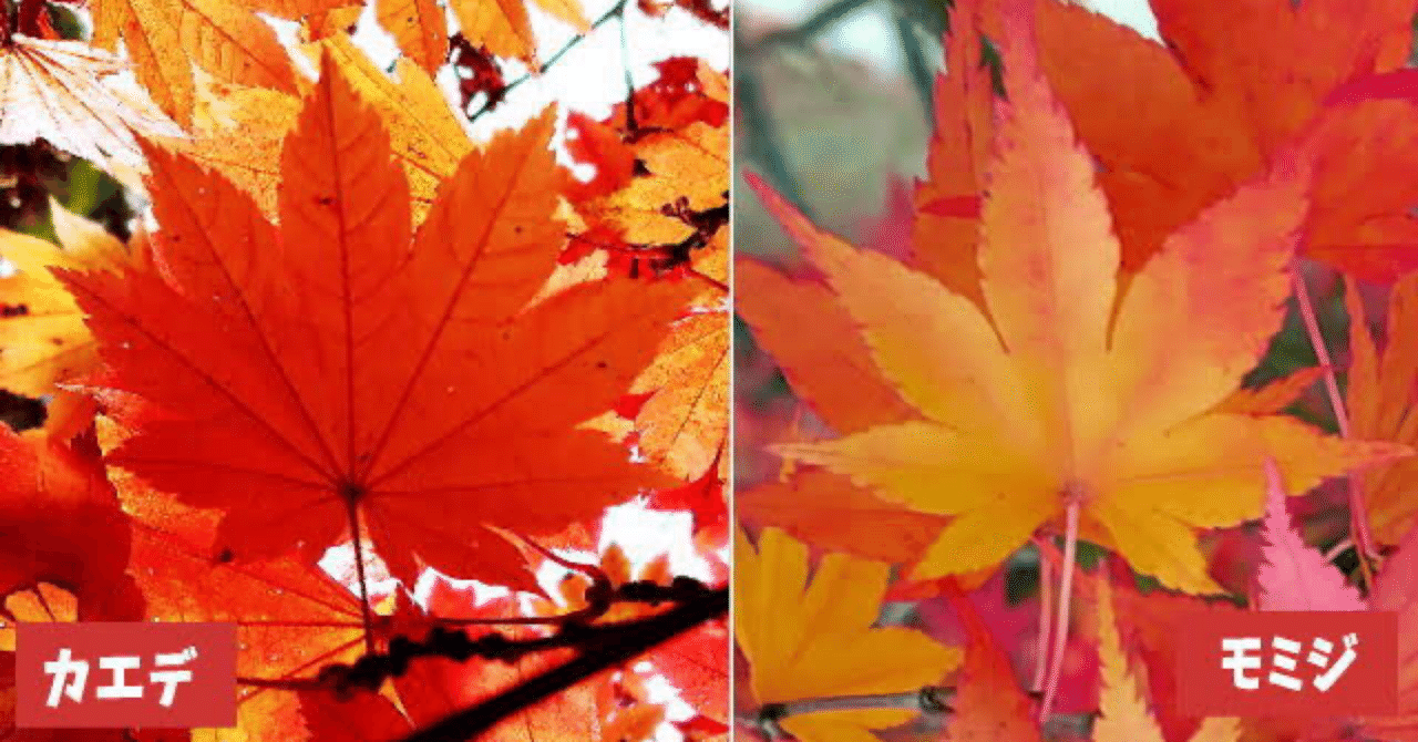 豆知識/ 楓(カエデ)と紅葉(モミジ)の違い｜江戸っ子
