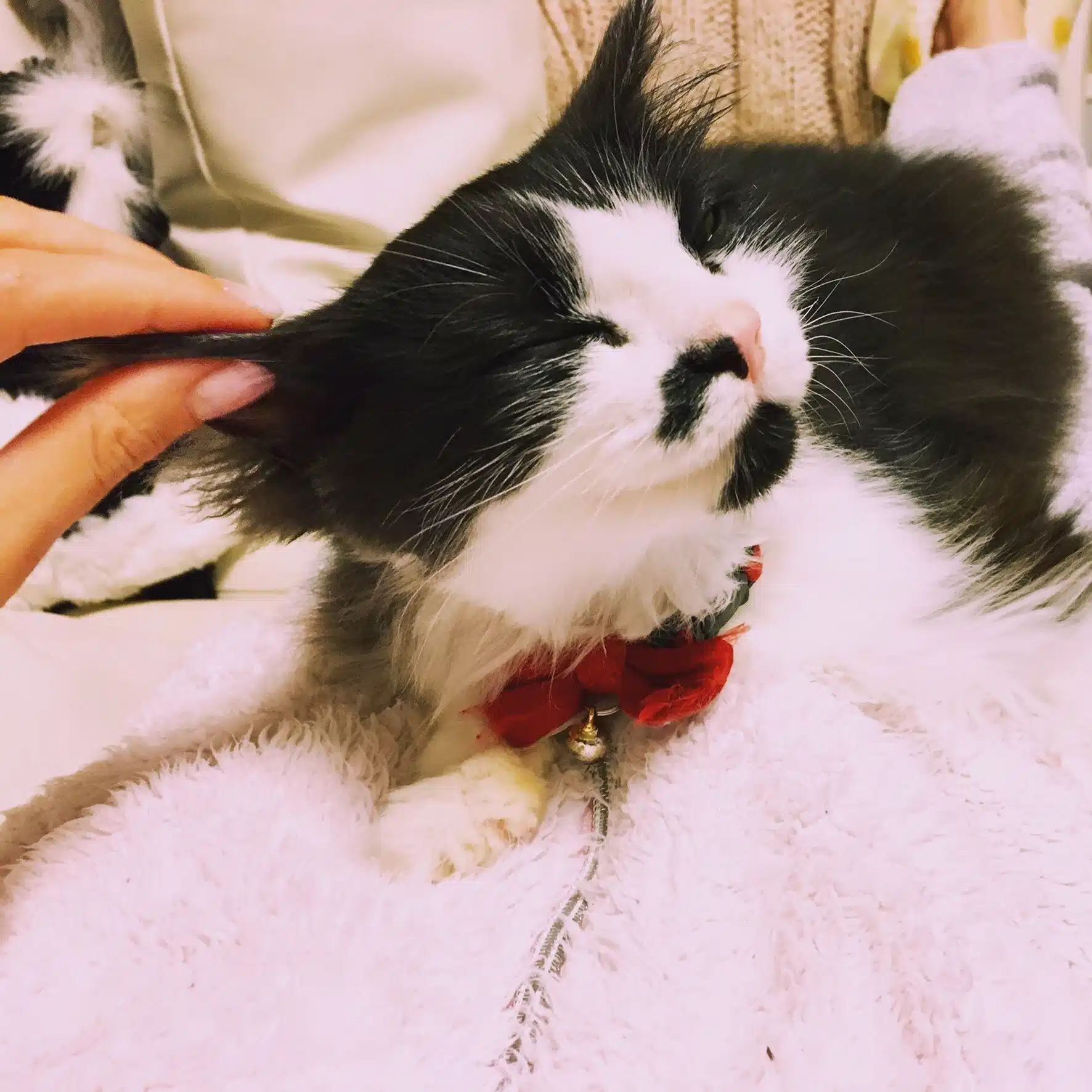 猫も低血圧