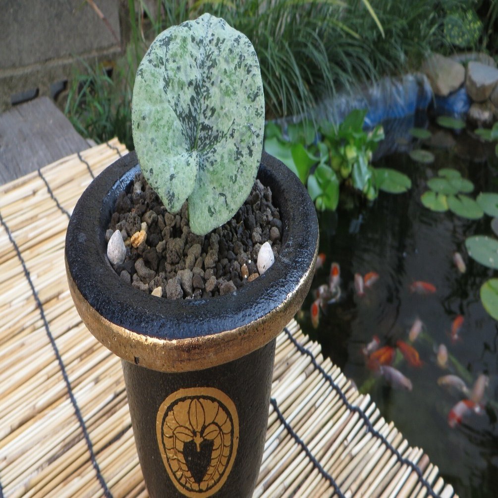 錦松 Nishikimatsu｜古典園芸植物 細辛研究会