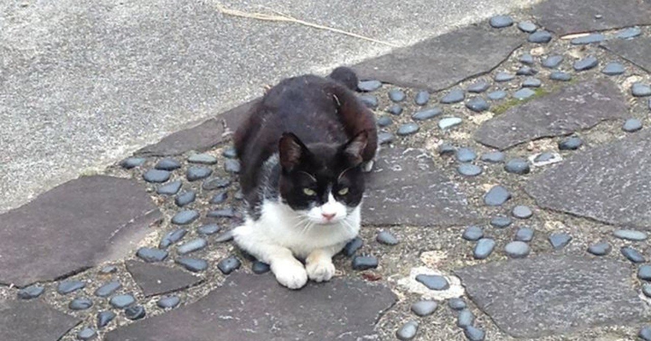 ヤヌスの鏡 など宮脇明子先生の作品を読むと 登場人物のその後の人生 を考えてしまう 河野陽炎 プロ資格マニア 保有資格30ほど 失効4 放送大単位 Note