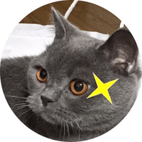 しゃかいねこ