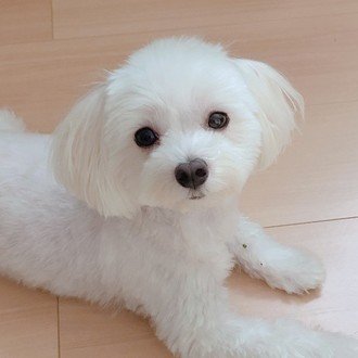 フロリネフの通販 個人輸入 犬のアジソン病を解説 マルチーズ まもる Note