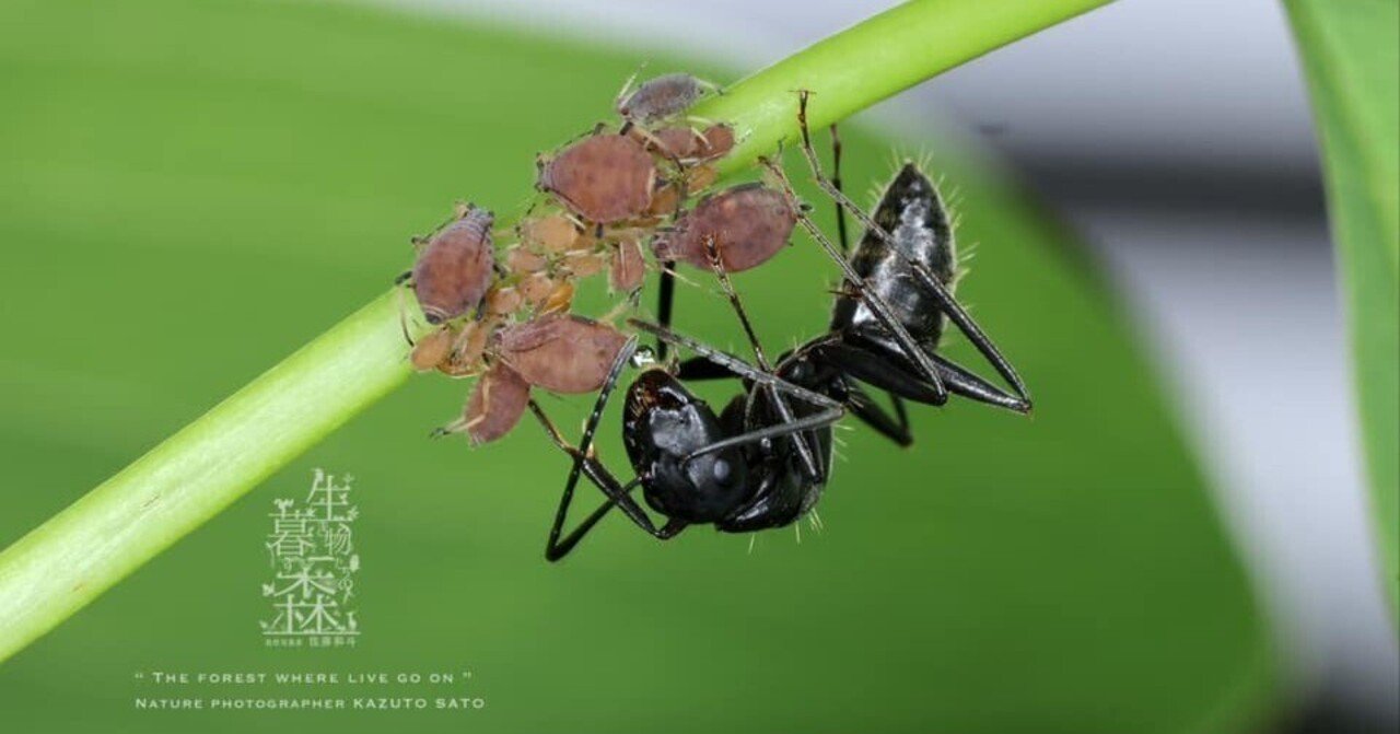 アブラムシの生物学 | 石川 統 |本 | 通販 | Amazon