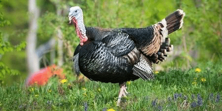 七面鳥から見た世界とは？｜ふーとにうす