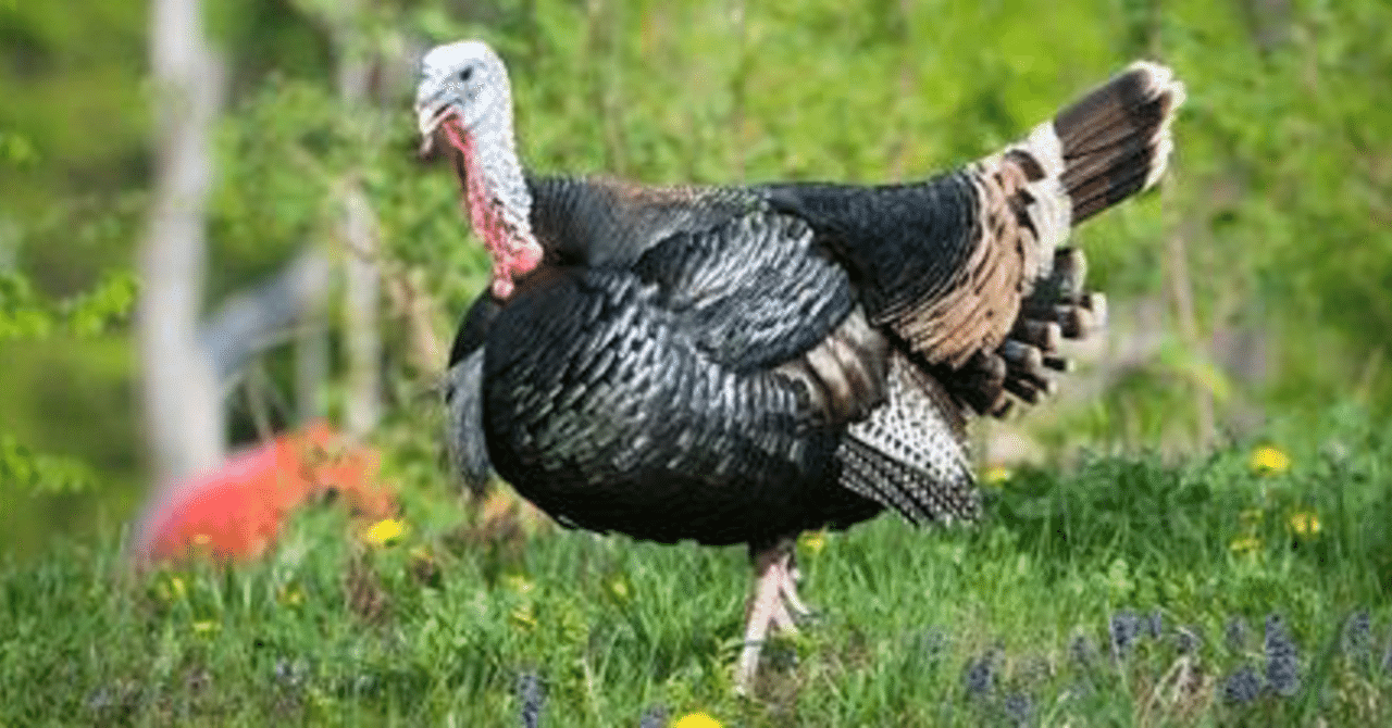 七面鳥から見た世界とは ふーとにうす Note 七面鳥から見た世界とは ふーとにうす Note