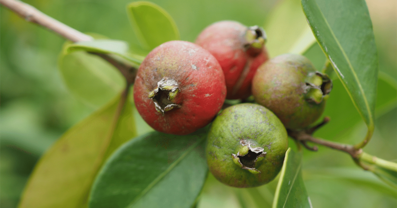 ストロベリーグアバ。果樹。鉢ごと無料で発送致します。