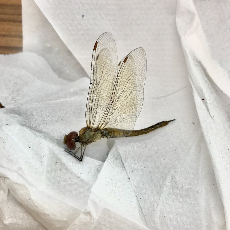 トンボ標本づくり Miina Note