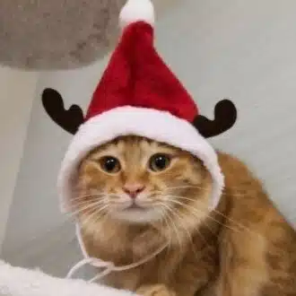 ねこねこ