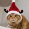 ねこねこ