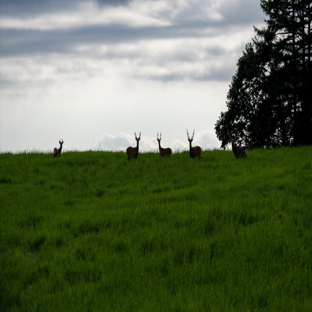 夏から秋へ：道東の風景とエゾシカの物語｜べつかいジャーナル