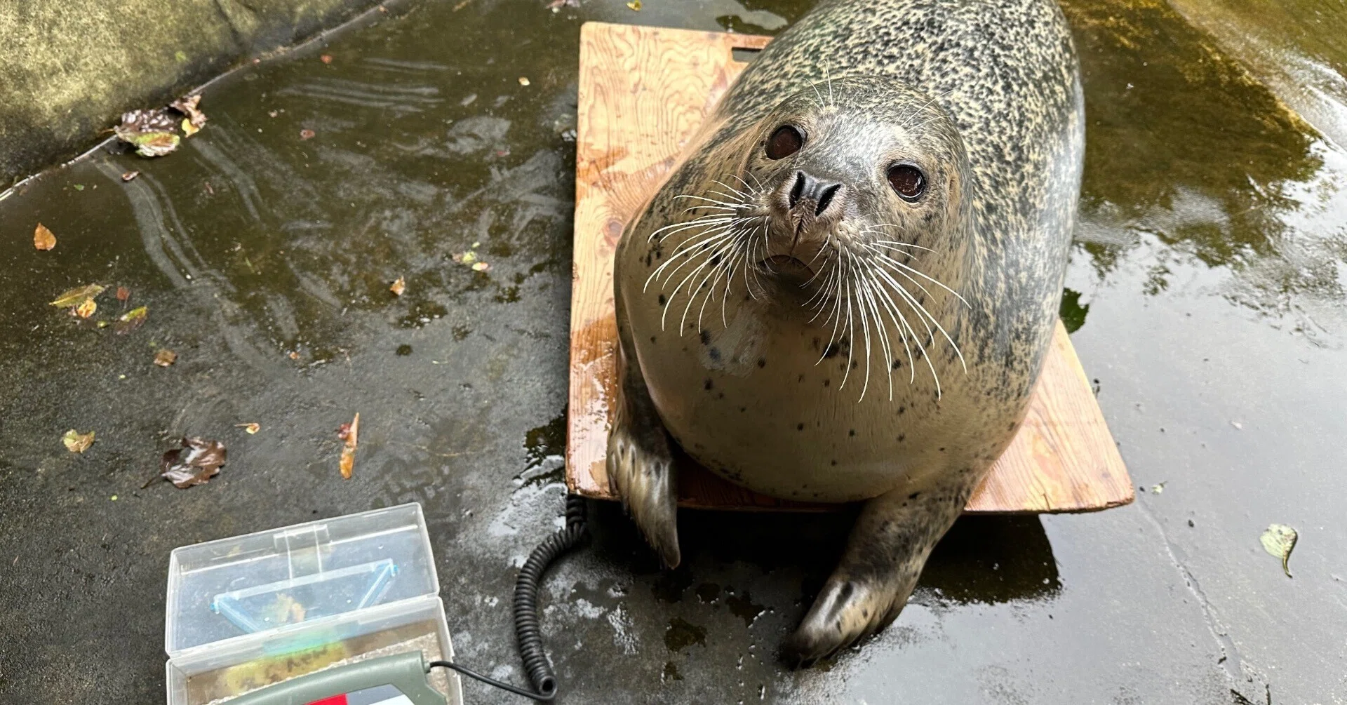 水辺の動物たちの体重測定｜那須どうぶつ王国公式note