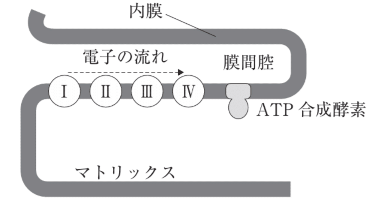 松廼屋｜論点解説 薬剤師国家試験対策ノート問108-112【生物