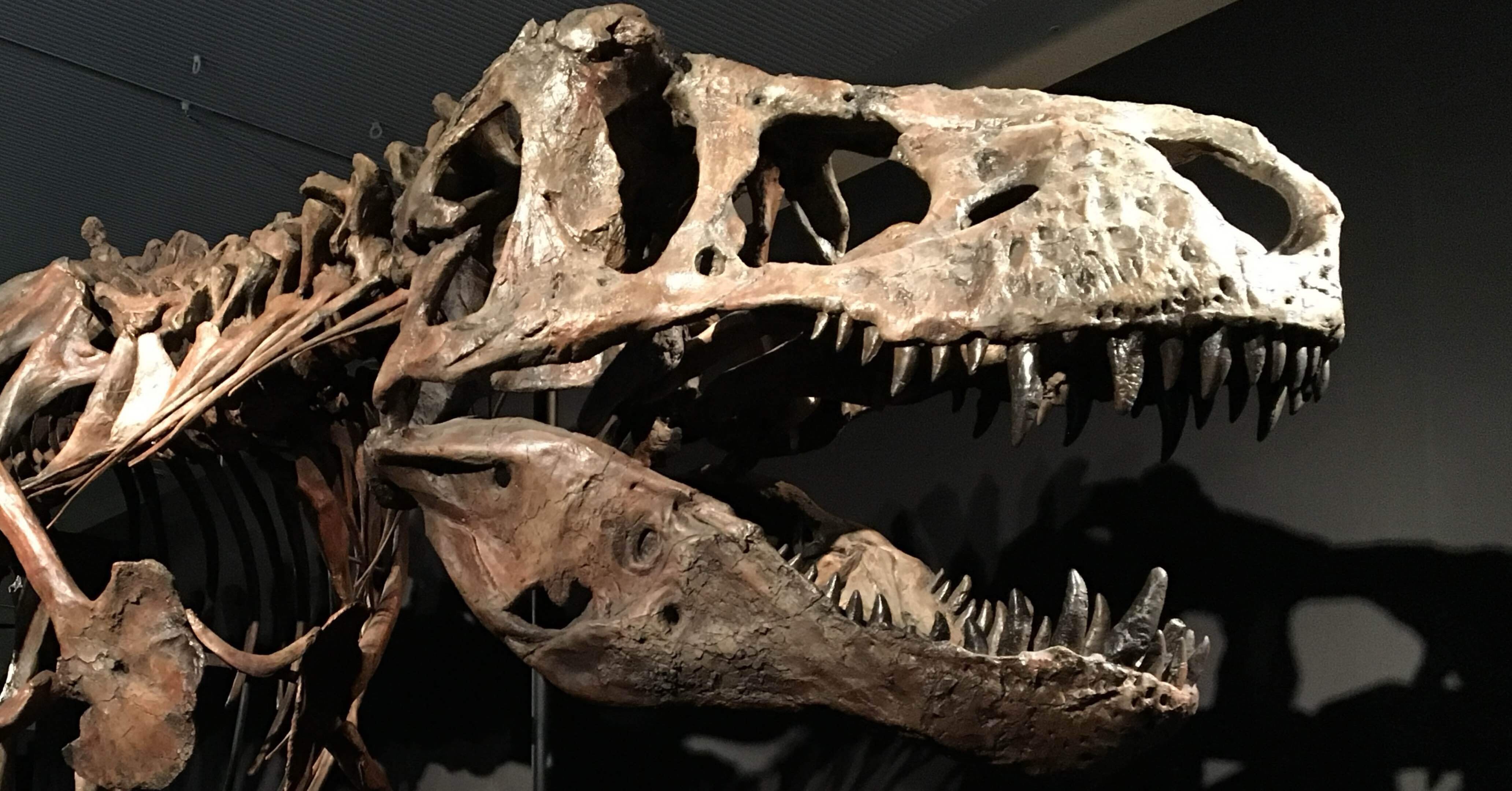 ティラノサウルス・レックス｜鎧川 亮