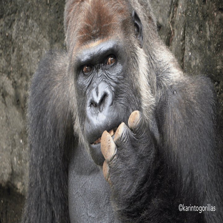 Chiba Zoo 202409wk4｜Zoos For Conservation