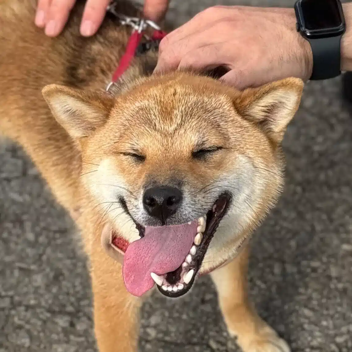 定型犬