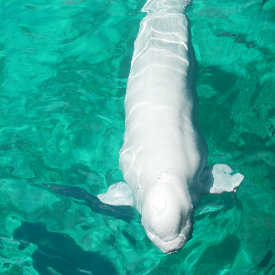 白イルカ｜𖤣𖥧𖥣𖡡𖥧𖤣あおいて