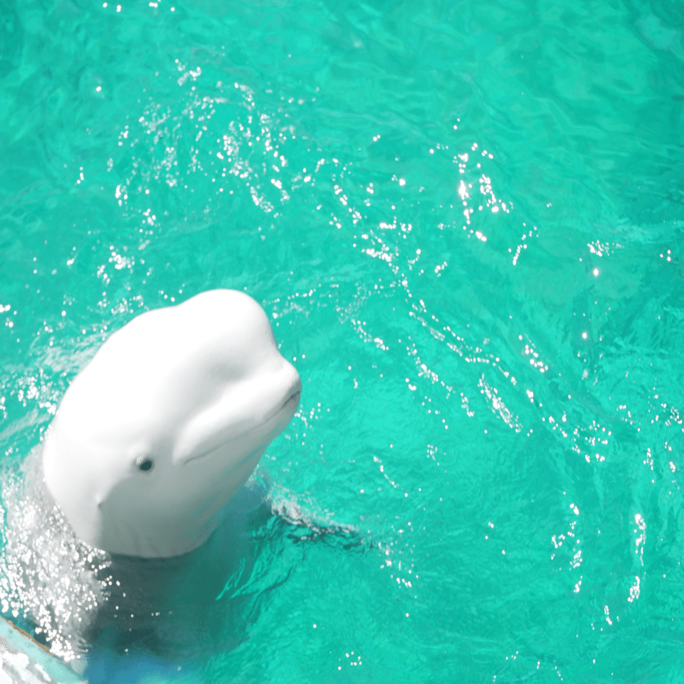 白イルカ｜𖤣𖥧𖥣𖡡𖥧𖤣あおいて