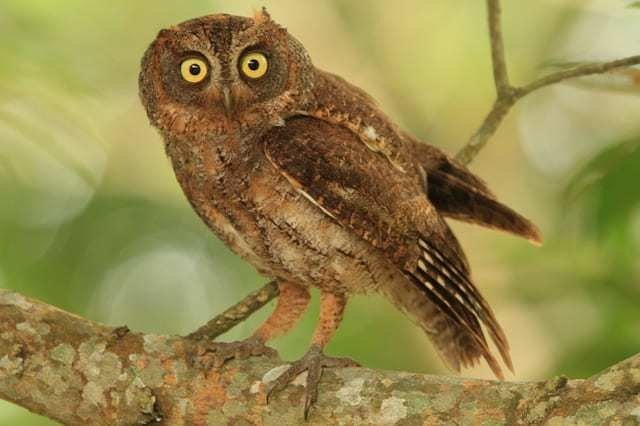 小さいミミズク”じゃなかったのか！ | 私的鳥類図鑑