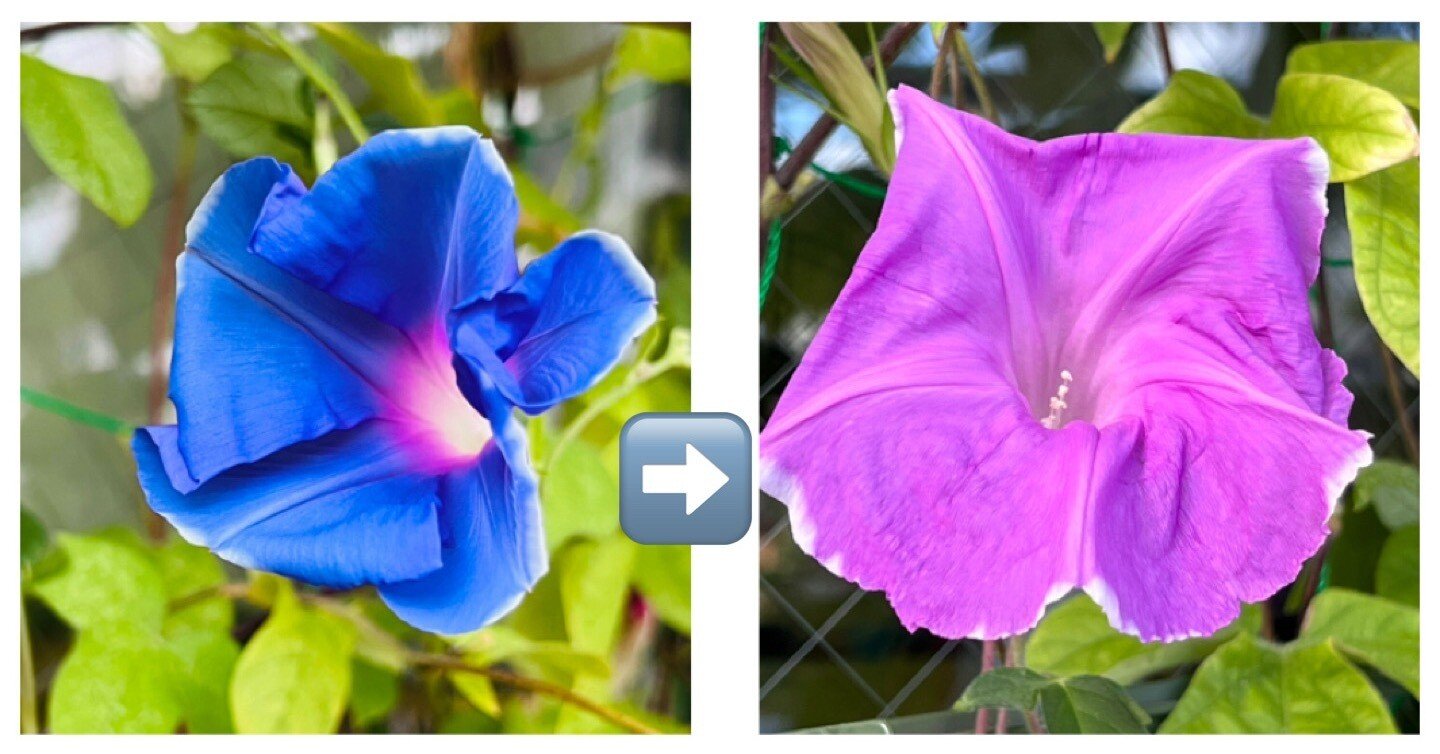 朝顔のフシギ 2｜ミント