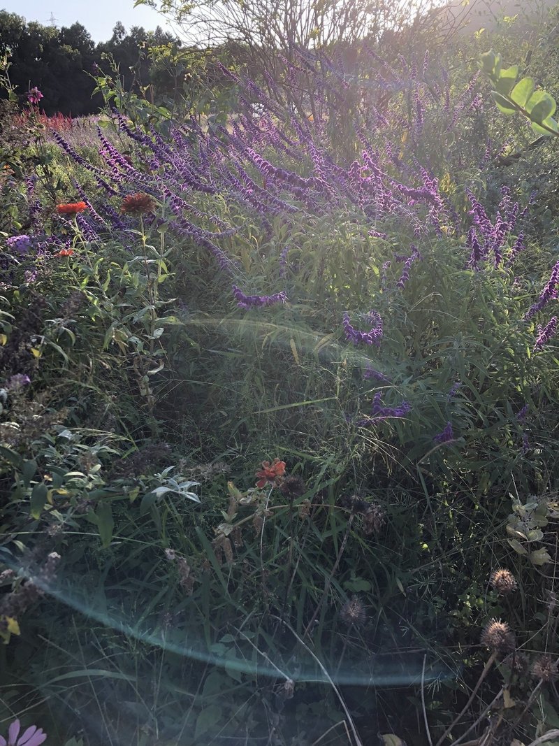 リア充 ですがなにか 来双船 永沼敦子 Note