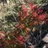 Shiori