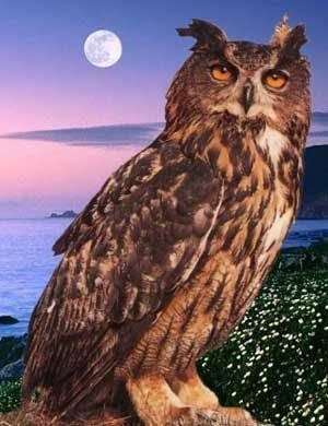 第613回 フクロウとミミズク 翆野 大地 Note