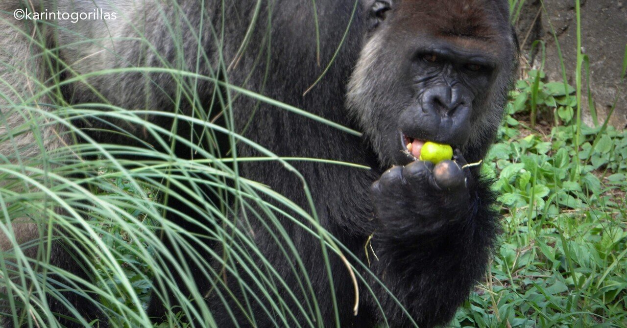 Chiba Zoo 202409wk4｜Zoos For Conservation